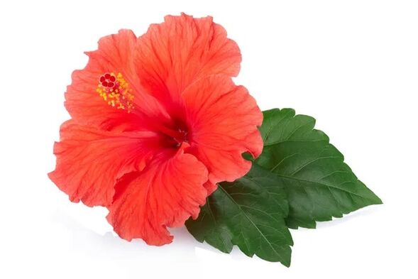 Cystonette contém extrato de hibisco
